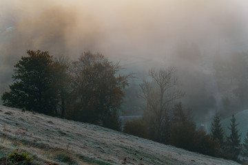 Obraz na płótnie Canvas trees frosty morning fog in the mountains