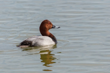 Männliche Tafelente