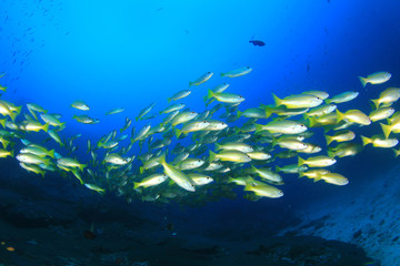 Naklejka na ściany i meble School of fish on coral reef underwater