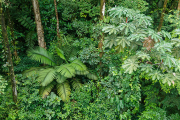 Naklejka premium Lush rainforest canopy view at La Fortuna Costa Rica