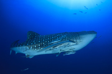 Whale Shark