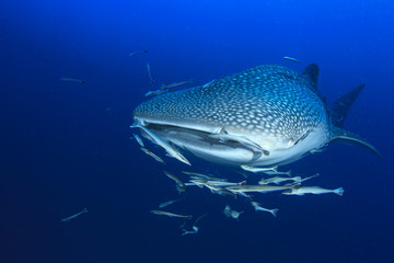Fototapeta premium Whale Shark