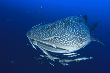 Fototapeta premium Whale Shark