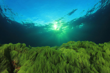 Underwater. Green algae blue ocean