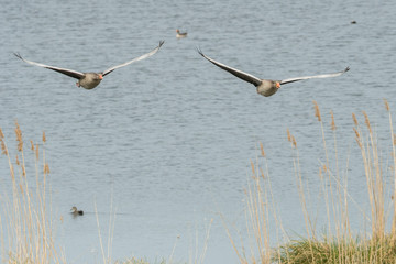 Graugänse im Anflug