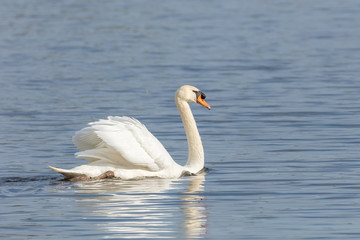 Obraz premium Schwanensee