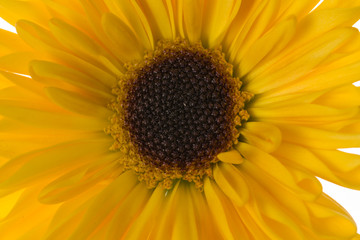 Obraz premium yellow flower
