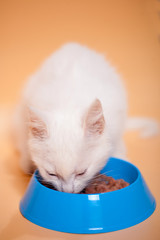 a little white cute kitty eats cat food with an appetite from a cat's bowl on a homogeneous light background