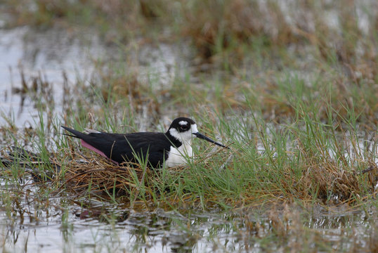 Black-necked stilt - Powered by Adobe