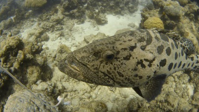 An underwater slow motion shot of a big potato cod covered in round pattern. The potato cod is chasing a bait.
