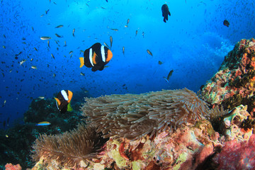 Naklejka na ściany i meble Clownfish anemonefish fish on coral reef