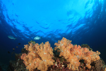 Naklejka na ściany i meble Underwater coral reef and fish