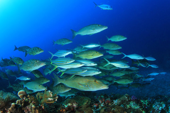 Fish underwater on coral reef