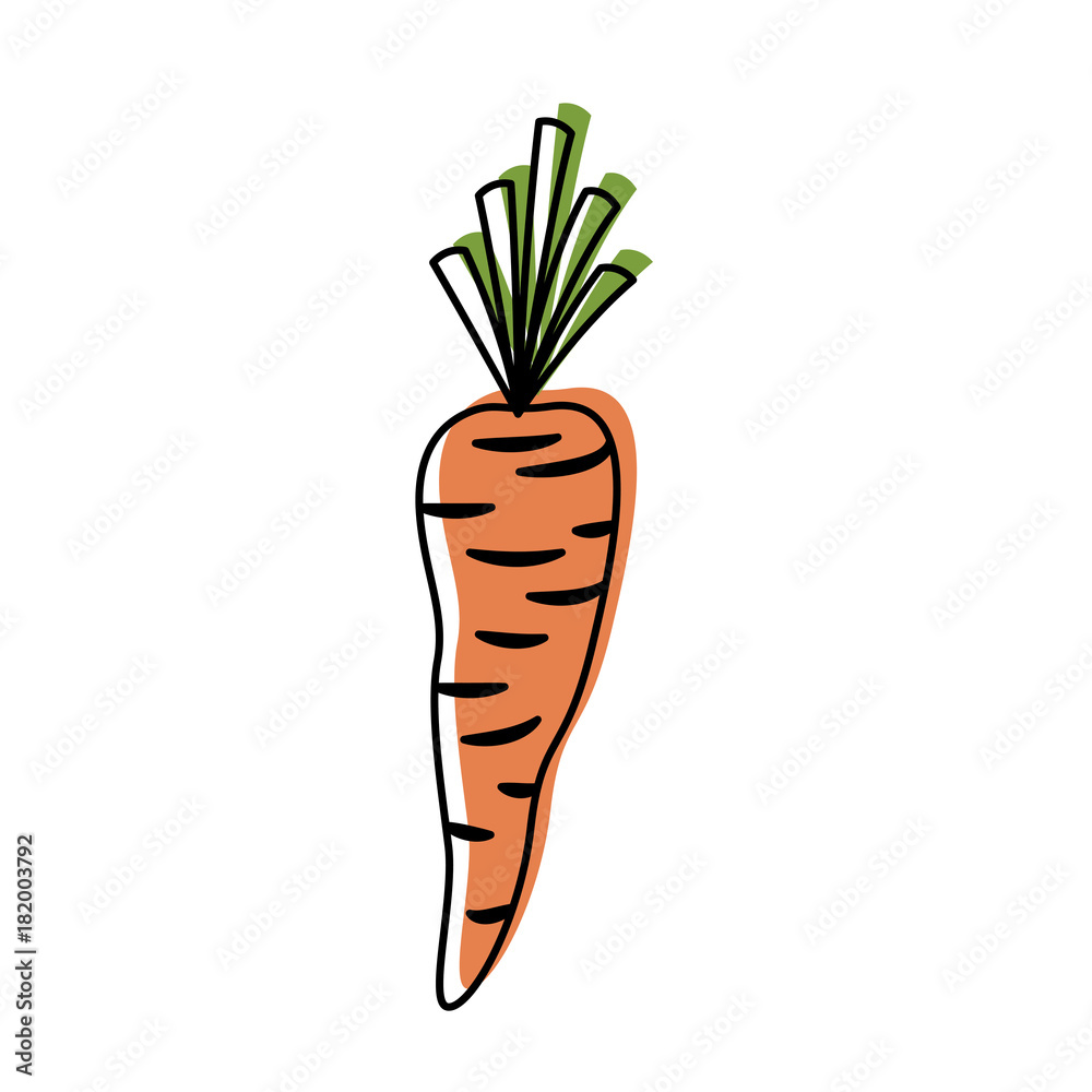 Sticker carrot vegetable in watercolor silhouette on white background