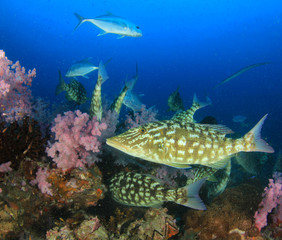 Fish underwater on coral reef