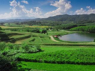 Panorama Green tea plantation landscape, Chiang Rai, Thailand.