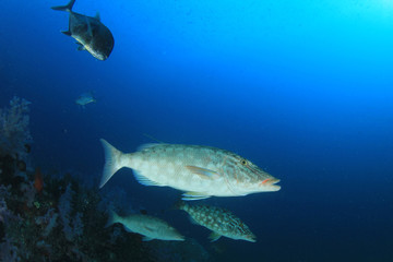 Fototapeta na wymiar Fish underwater on coral reef