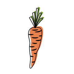 carrot vegetable in watercolor silhouette on white background