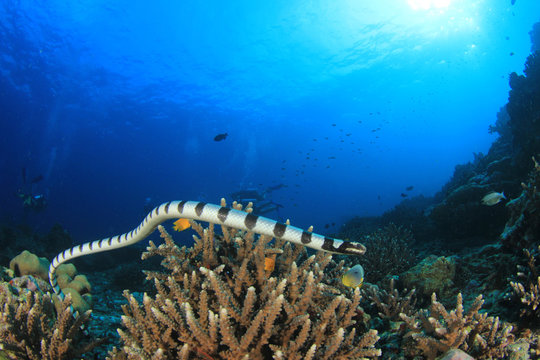 Banded Sea Snake and scuba divers