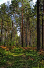 overgrown road in the autumn forest