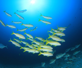 Fototapeta na wymiar Fish underwater on coral reef