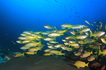 Fototapeta na wymiar Fish underwater on coral reef