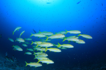 Naklejka na ściany i meble Fish underwater on coral reef