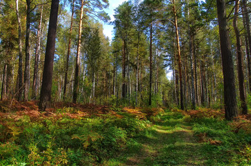 overgrown road in the autumn forest