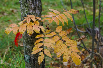 colorful leaves in autumn forest