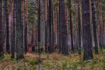 abandoned house in the autumn forest