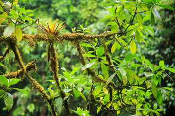 Moss tree branch in Monteverde cloud forest reserve Costa Rica
