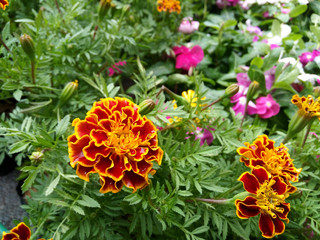 Flowerbed of marigold flowers (Tagetes erecta Mexican marigold Aztec marigold African marigold) in tropical garden, nature background