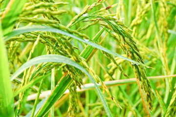 Fototapeta na wymiar rice in a paddy field close up