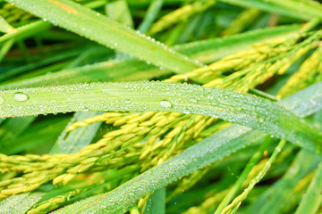 rice in a paddy field close up