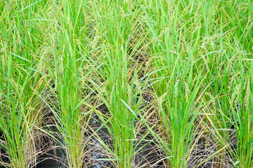 Obraz premium Beautiful rice