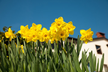 Obraz premium Yellow daffodils on garden in early spring