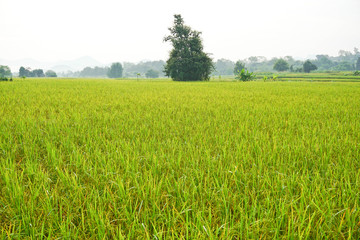 Picture of ear of rice in rural rice field