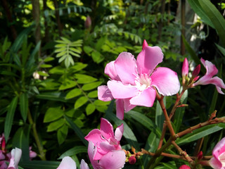Oleander flowers (Nerium oleander) in  garden