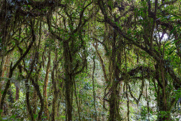 Obraz premium Moss tree branch in Monteverde cloud forest reserve Costa Rica