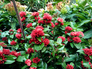 Red ibouquet ixora flower at garden in morning. image for nature concept