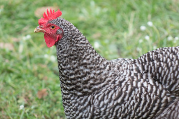 Black & White Chicken