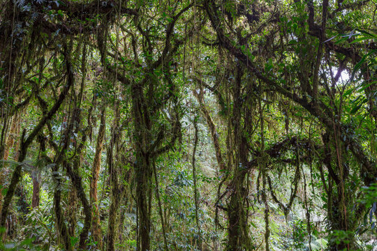 Fototapeta Moss tree branch in Monteverde cloud forest reserve Costa Rica