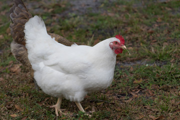 White Chicken