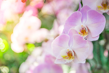 Naklejka na ściany i meble Beautiful orchid purple and pink in garden , can used for greeting cards