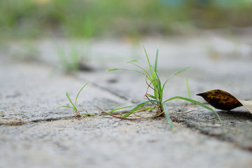 Small grass growth between footpath block, nature background