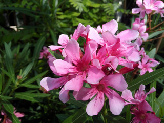 The oleander (Nerium oleander) in tropical garden