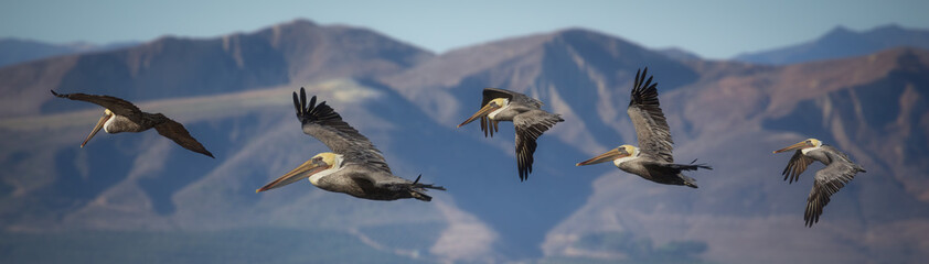 Pelicans in flight with mountain background