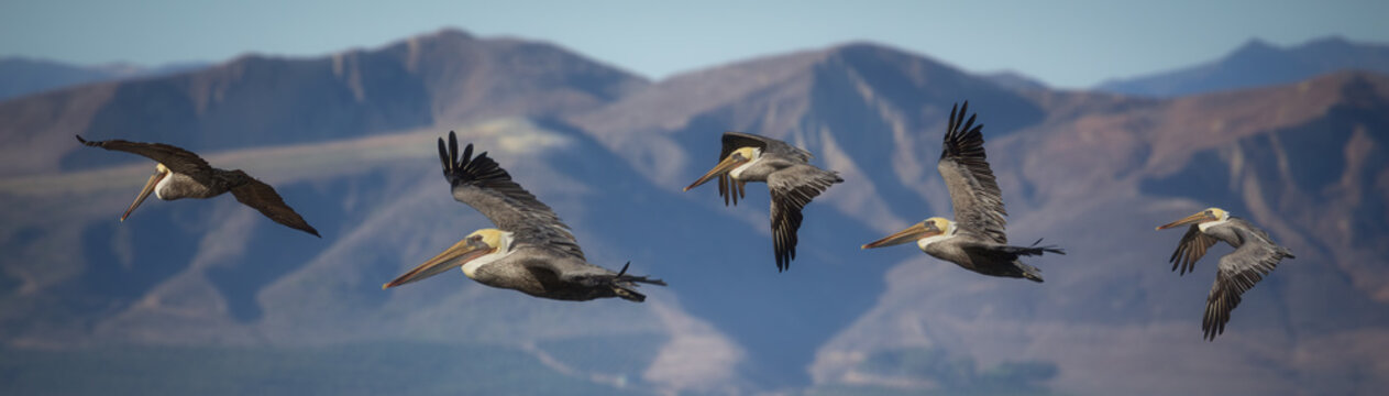 Pelicans in flight with mountain background