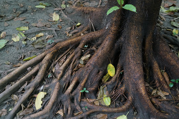 Close up on tree root on the ground
