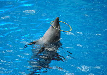 One dolphin is playing with circle in the pool